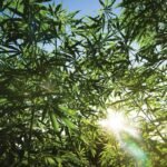 Greenifying Healthcare