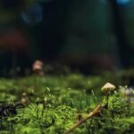 Indispensable fungi