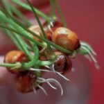 Food Production in the Age of Gene-Editing Technologies
