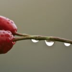 Remarkable Rosehip