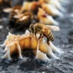 A Hive of Healing