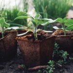Growing Local on Turtle Farm