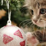 Keep your Pets Safe this Season